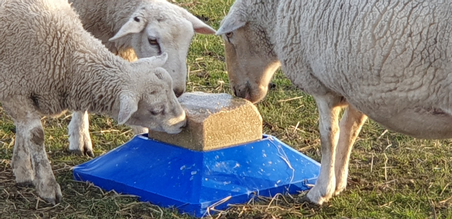Salt lick holder