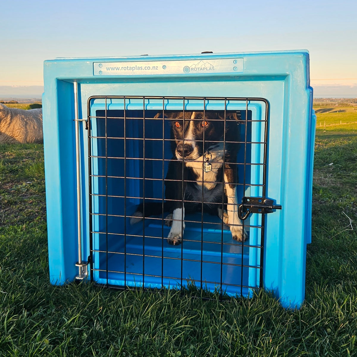 The Dog Box Dog Crate - 100% NZ Made – Rotaplas